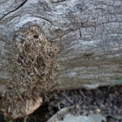 Papyrius nitidus at Deakin, ACT - suppressed