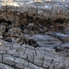 Papyrius nitidus at Deakin, ACT - suppressed