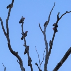 Callocephalon fimbriatum (Gang-gang Cockatoo) at Red Hill to Yarralumla Creek - 3 May 2020 by JackyF