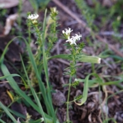 Asperula conferta (Common Woodruff) at Red Hill Nature Reserve - 3 May 2020 by JackyF