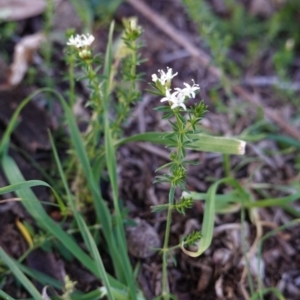 Asperula conferta at Hughes, ACT - 3 May 2020