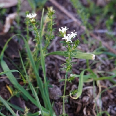 Asperula conferta (Common Woodruff) at Red Hill to Yarralumla Creek - 3 May 2020 by JackyF