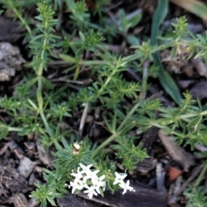 Asperula conferta at Hughes, ACT - 3 May 2020