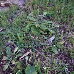 Asperula conferta at Hughes, ACT - 3 May 2020