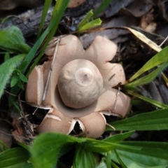 Geastrum sp. (genus) (An earthstar) at Hughes Grassy Woodland - 3 May 2020 by JackyF