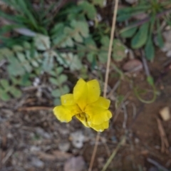 Goodenia pinnatifida (Scrambled Eggs) at Red Hill to Yarralumla Creek - 2 May 2020 by JackyF