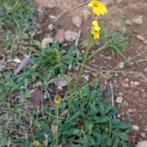 Goodenia pinnatifida at Deakin, ACT - 2 May 2020 12:43 PM