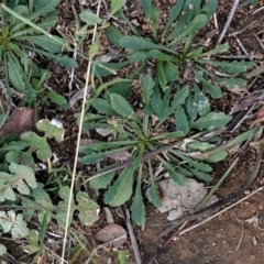 Goodenia pinnatifida at Deakin, ACT - 2 May 2020