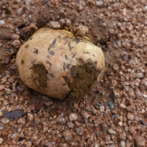 Pisolithus sp. at Deakin, ACT - 2 May 2020