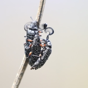 Rhipicera (Agathorhipis) femorata at Dunlop, ACT - 27 Feb 2020