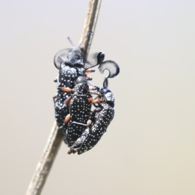 Rhipicera (Agathorhipis) femorata (Feather-horned beetle) at The Pinnacle - 27 Feb 2020 by AlisonMilton