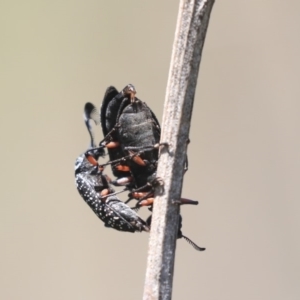 Rhipicera (Agathorhipis) femorata at Dunlop, ACT - 27 Feb 2020