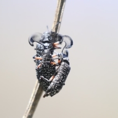 Rhipicera (Agathorhipis) femorata at Dunlop, ACT - 27 Feb 2020 12:35 PM