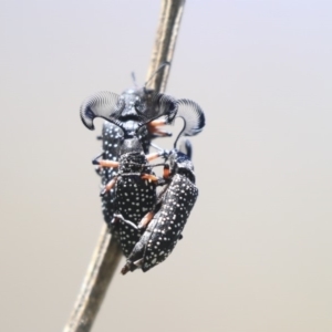 Rhipicera (Agathorhipis) femorata at Dunlop, ACT - 27 Feb 2020