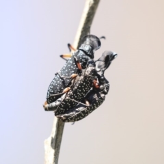 Rhipicera (Agathorhipis) femorata at Dunlop, ACT - 27 Feb 2020