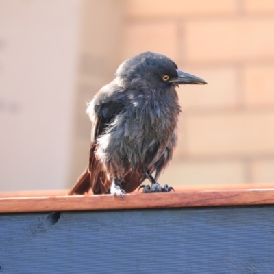 Strepera graculina (Pied Currawong) at Higgins, ACT - 29 Feb 2020 by Alison Milton