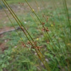 Juncus subsecundus (Finger Rush) at Hughes Grassy Woodland - 2 May 2020 by JackyF