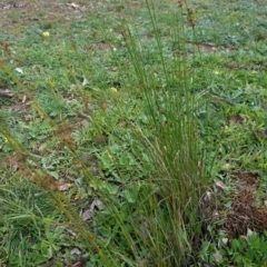 Juncus subsecundus at Hughes, ACT - 2 May 2020