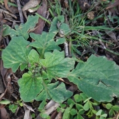 Cymbonotus sp. (preissianus or lawsonianus) (Bears Ears) at Hughes Grassy Woodland - 2 May 2020 by JackyF