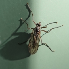 Boreoides subulatus (Wingless Soldier Fly) at Hughes, ACT - 2 May 2020 by JackyF