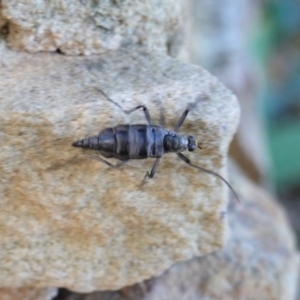 Boreoides subulatus at Hughes, ACT - 2 May 2020