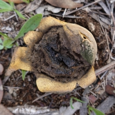 Scleroderma sp. (Scleroderma) at Hughes Grassy Woodland - 2 May 2020 by JackyF