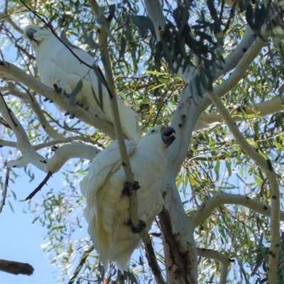 Cacatua galerita (Sulphur-crested Cockatoo) at Red Hill to Yarralumla Creek - 3 May 2020 by JackyF
