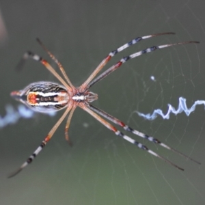 Argiope protensa at Belconnen, ACT - 23 Jan 2017 05:00 PM