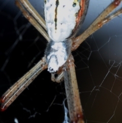 Argiope protensa at Belconnen, ACT - 23 Jan 2017 05:00 PM