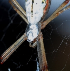 Argiope protensa at Belconnen, ACT - 23 Jan 2017