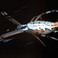 Argiope protensa at Belconnen, ACT - 23 Jan 2017