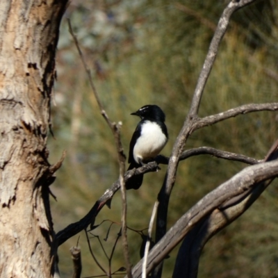 Rhipidura leucophrys (Willie Wagtail) at Red Hill, ACT - 3 May 2020 by Ct1000