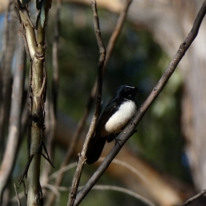 Rhipidura leucophrys at Red Hill, ACT - 3 May 2020