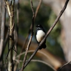 Rhipidura leucophrys at Red Hill, ACT - 3 May 2020