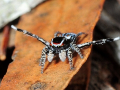 Maratus harrisi (Harris's Peacock spider) at Wombeyan Caves, NSW - 15 Nov 2017 by Harrisi