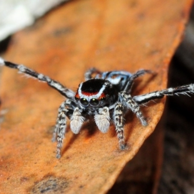 Maratus harrisi (Harris's Peacock spider) at Mares Forest National Park - 15 Nov 2017 by Harrisi