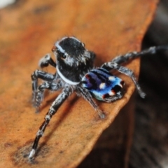 Maratus harrisi at Wombeyan Caves, NSW - 16 Nov 2017