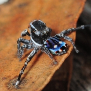 Maratus harrisi at Wombeyan Caves, NSW - suppressed