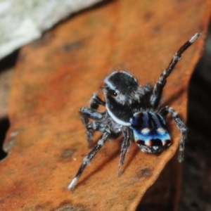 Maratus harrisi at Wombeyan Caves, NSW - 16 Nov 2017