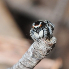 Maratus harrisi at Wombeyan Caves, NSW - suppressed