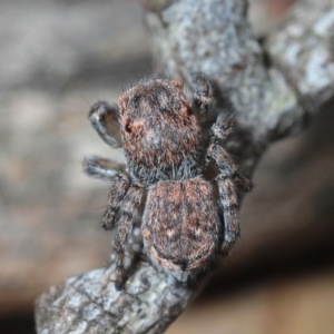 Maratus harrisi at Wombeyan Caves, NSW - suppressed