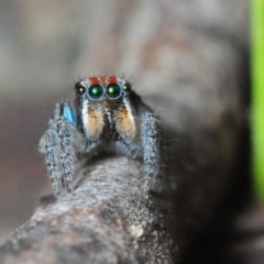 Maratus plumosus (Plumed Peacock Spider) at Woodlands - 16 Nov 2017 by Harrisi