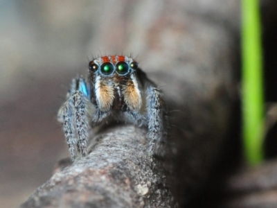 Maratus plumosus (Plumed Peacock Spider) at Woodlands, NSW - 16 Nov 2017 by Harrisi