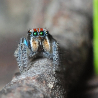 Maratus plumosus (Plumed Peacock Spider) at Wingecarribee Local Government Area - 16 Nov 2017 by Harrisi