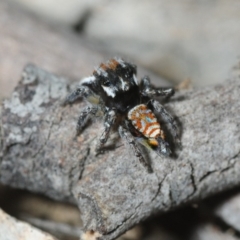 Maratus plumosus at Woodlands, NSW - 16 Nov 2017 02:45 PM