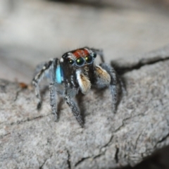 Maratus plumosus at Woodlands, NSW - 16 Nov 2017 02:45 PM