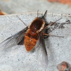 Staurostichus sp. (genus) (Unidentified Staurostichus bee fly) at Woodlands, NSW - 17 Nov 2017 by Harrisi