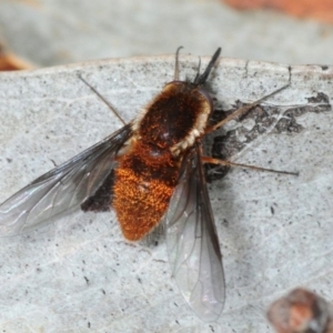 Staurostichus sp. (genus) at Woodlands - 17 Nov 2017