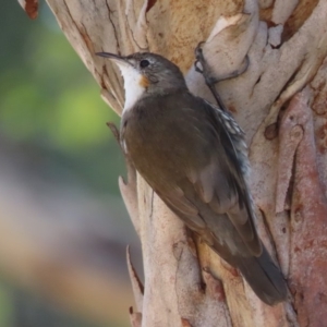 Cormobates leucophaea at Sutton, NSW - 18 Apr 2020