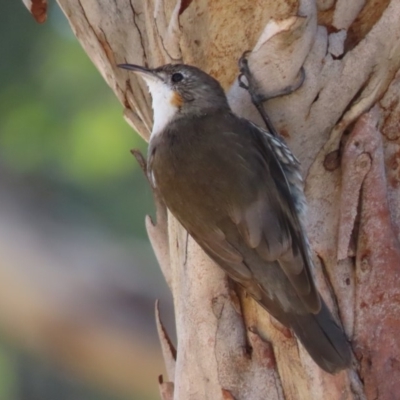 Cormobates leucophaea (White-throated Treecreeper) at Sutton, NSW - 18 Apr 2020 by Whirlwind